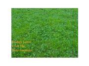 The Dirty Gardener Ecology Lawn Seed 50 Pounds