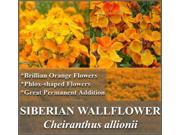 The Dirty Gardener Cheiranthus Allionii Siberian Wallflower Flowers 1 Ounce
