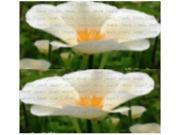 The Dirty Gardener Eschscholzia Californica White Linen California Poppy Flowers 145 000 Seeds 8 Ounces
