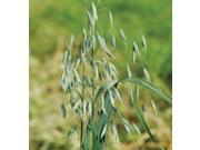 The Dirty Gardener Organic Avena Sativa Common Oats Cover Crop Seeds 1 Pound