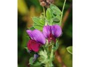 The Dirty Gardener Common Vetch Seed 5 Pounds