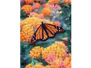 The Dirty Gardener Asclepias Bloodflower Butterfly Weed Flowers 50 Seeds
