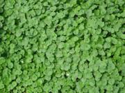The Dirty Gardener Seedranch Dichondra Repens Seeds 2 Pounds