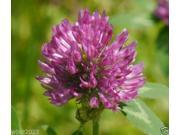 The Dirty Gardener Red Clover Seed