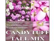 The Dirty Gardener Candytuft Wildflower Seeds 1 Pound