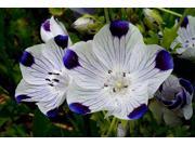 Nemophila Maculata Five Spot Flowers 360 Seeds