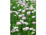 The Dirty Gardener Mix of Low Growing Grass and Flowers Lawn 10 Pounds