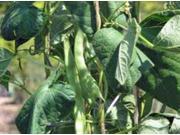 The Dirty Gardener Heirloom Organic Romano Pole Green Beans 20 Seeds