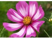 The Dirty Gardener Candystripe Painted Cosmos 100 Seeds