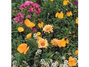 The Dirty Gardener Southwest Wildflower Seeds .5 Pounds