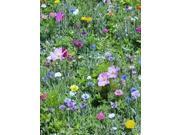 The Dirty Gardener Cut Flower Patch Seeds 50 Square Feet