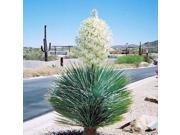 The Dirty Gardener Yucca Elata Soaptree 50 Seeds