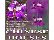 The Dirty Gardener Collinsia Heterophylla Chinese Houses Innocence Flowers 1 Pound