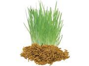 The Dirty Gardener Cat Grass 1 000 Seeds
