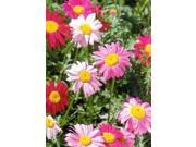 Hirts Pyrethrum Painted Daisy Flowers 20 Seeds 300 Milligrams