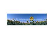 ClearVue Graphics Window Graphic 20x65 Sunflowers NAT 029 20 65
