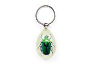 Ed Speldy East YK606 Real Bug Key Chain Tear Drop Shape Glow in the Dark Green Chafer Beetle