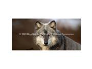ClearVue Graphics Window Graphic 30x65 Wolf Portrait WLD 034 30 65