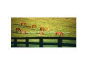 ClearVue Graphics Window Graphic 30x65 Grazing Horses HRS 009 30 65