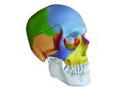 Vision Scientific VAL218 Colored Human Skull