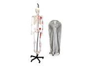 Vision Scientific VAS200H Hanging Full Size Human Skeleton 66 168cm with Muscle including DCA 01 Thick Zip Dust Cover
