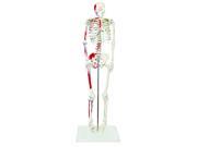 Vision Scientific VAS204 Half Size Human Skeleton 33 84cm with Muscles