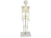 VAS202 Half Size Human Skeleton 33 84cm