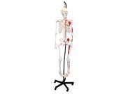 Vision Scientific VAS200H Hanging Full Size Human Skeleton 66 168cm with Muscle