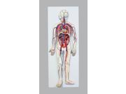 Vision Scientific VAC432 N Human Circulatory System 2 Parts