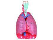 Vision Scientific VAR427 Human Respiratory System 7 Parts