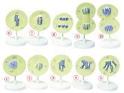 Vision Scientific VAA506 Mammal Cell Meiosis Model