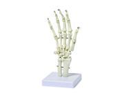 Vision Scientific VAJ210 Hand Bone Model