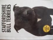 Staffordshire Bull Terriers KW
