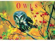 Owls A Book of Postcards Firefly Postcard Book