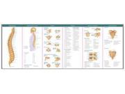 The Vertebral Column Spine Disorders Illustrated Pocket Anatomy 1 LAM CHRT