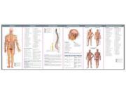 The Spinal Nerves The Autonomic Nervous System Illustrated Pocket Anatomy 1 LAM CHRT