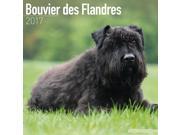 Bouvier Des Flandres Euro Wall Calendar 2017 by Avonside