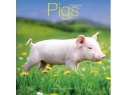 Pigs Wall Calendar 2017 by Avonside