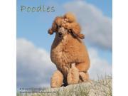 Poodles Wall Calendar 2017 by Magnum