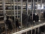 04-06 Acura TL Radiator 168k OEM LKQ 04-06 Acura TL Radiator 168k OEM LKQ