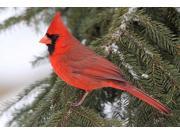 Holiday Greeting Cards Crimson Cardinal CC200. Business Greeting Card with an Image of a Cardinal on a Snowy Pine Branch. Box Set has 25 Greeting Cards and