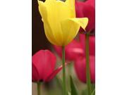 Spring Greeting Cards In Bloom IB100. Business Greeting Card with an Image of Yellow and Red Tulips. Box Set has 25 Greeting Cards and 26 Yellow Colored Env
