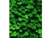 St. Patrick s Day Greeting Cards Lots of Luck LOL100. Business Greeting Card with an Image Featuring a Field of Clovers. Box Set Has 25 Greeting Cards and 2