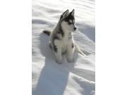 Groundhog Day Greeting Cards Beyond a Shadow BAS100. Business Greeting Card with an Image of a Husky Sitting in Snow. Box Set has 25 Greeting Cards and 26 S