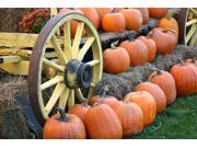 Thanksgiving Greeting Cards Autumn s Bounty AB100. Business Greeting Card with an Image of a Wagon Loaded with Pumpkins. Box Set has 25 Greeting Cards and 2