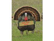 Thanksgiving Greeting Cards Duck Duck Goose DDG100. Business Greeting Card Featuring a Turkey Holding a Humorous Sign. Box Set has 25 Greeting Cards and 26