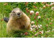 Groundhog Day Greeting Cards Phil Says PS100. Business Greeting Card with an Image of a Groundhog Sitting Up in the Grass. Box Set has 25 Greeting Cards and