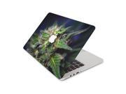 Green Dragon Plant Blooming In Morning Light Skin 15 Inch Apple MacBook With Retina Display Complete Coverage Top Bottom Inside Decal Sticker