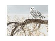 Outset Media Games OM52084 Fallen Willow Snowy Owl 500 Piece Puzzle