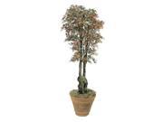 Autograph Foliages W 925 6.5 Foot Mini Japanese Maple Tree Red Green Brown